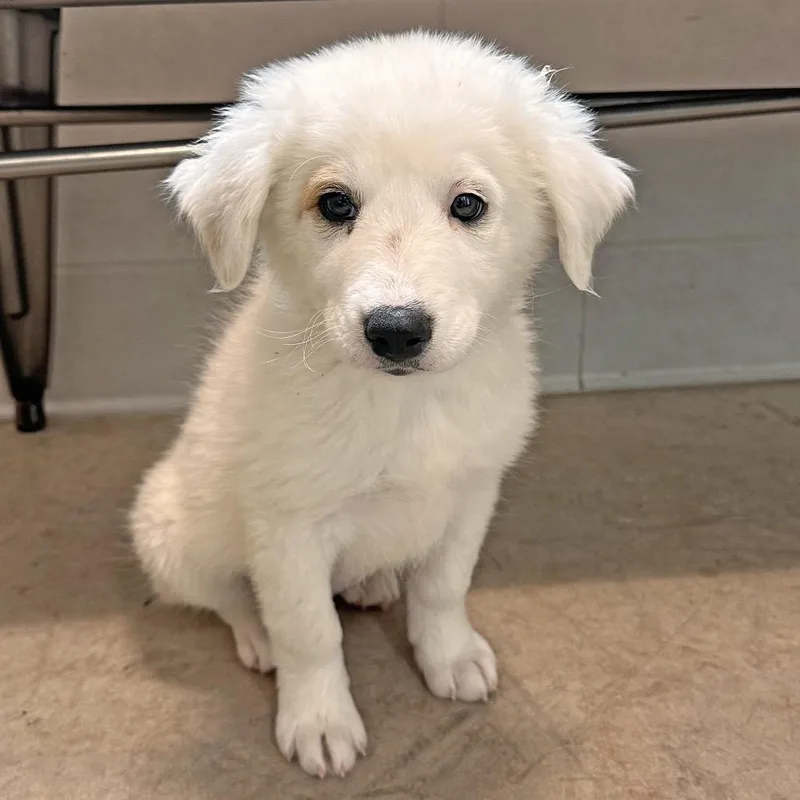 A baby medium-sized female White / Cream Mixed Breed dog named Pixie for adoption in Hailey, ID