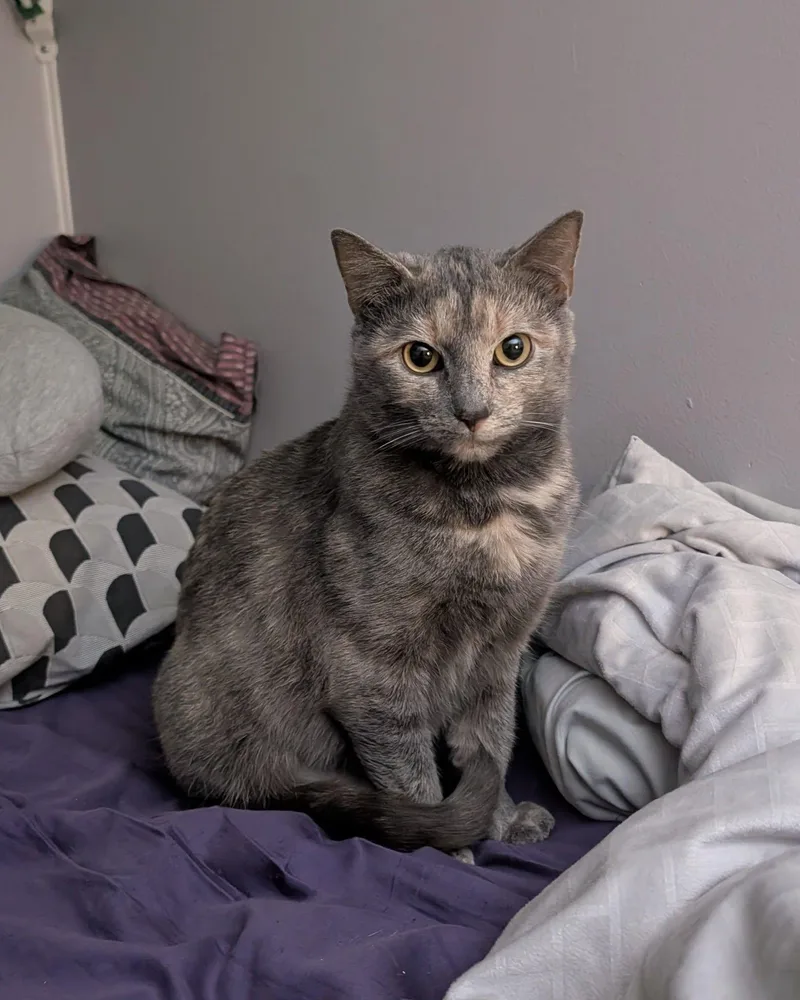 Cecropia thumbnail 2