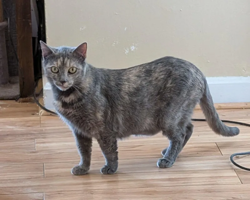 Cecropia thumbnail 3