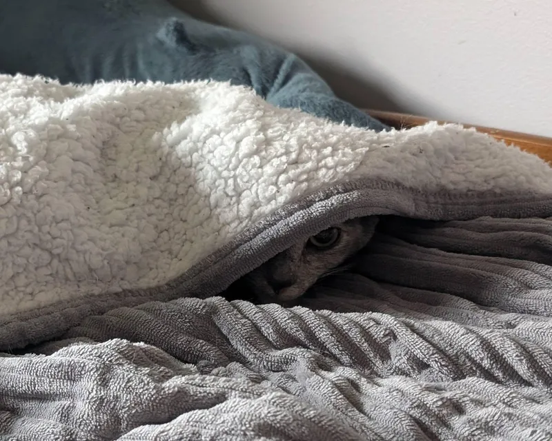 Cecropia thumbnail 4