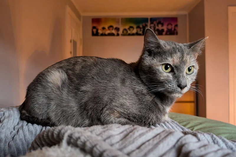 Cecropia thumbnail 5