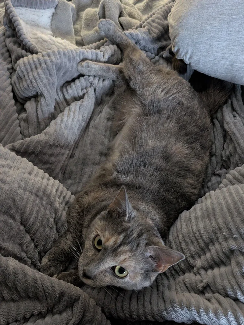 Cecropia thumbnail 6