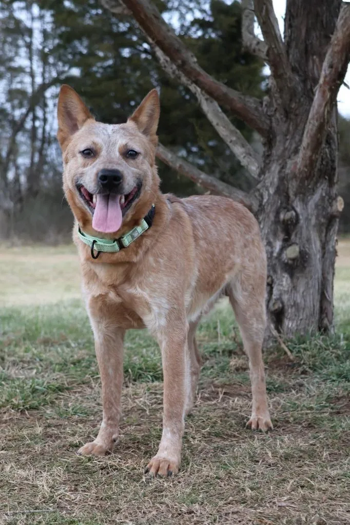 A young large-sized male Mixed Breed dog named Roscoe for adoption in Columbia, TN