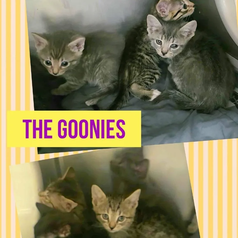 A baby small-sized male Brown / Chocolate Domestic Short Hair cat named Data for adoption in Wheeling, IL