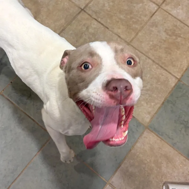 An adult medium-sized female White / Cream Mixed Breed dog named Mailey for adoption in Chattanooga, TN