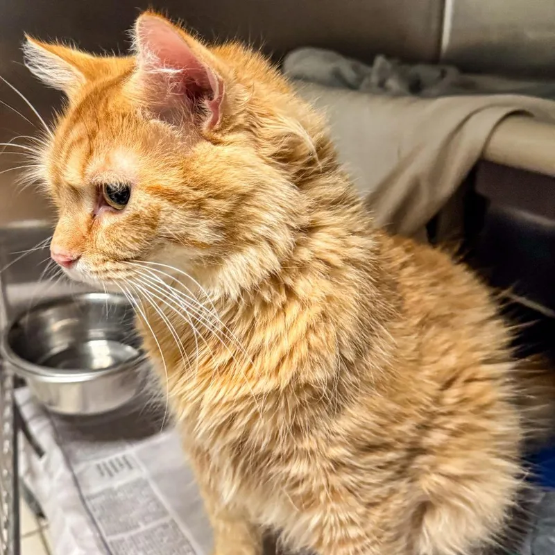 A young extra large-sized male Orange / Red Domestic Medium Hair cat named Daniel for adoption in Kennebunk, ME