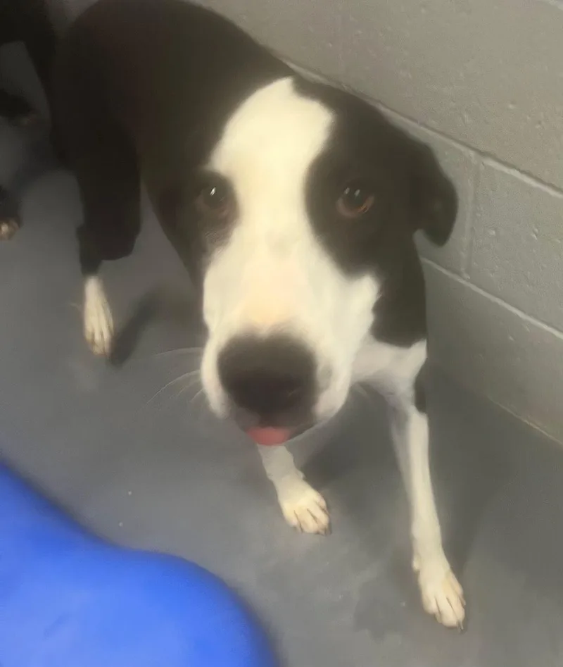 An adult large-sized female White / Cream Collie dog named Xena for adoption in Kingman, AZ