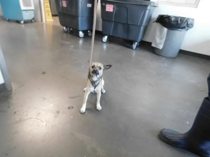 A young medium-sized male Chihuahua dog named Freedom for adoption in Chatsworth, CA