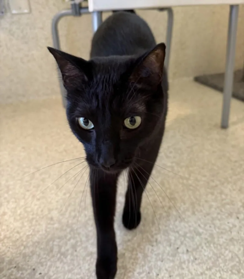 An adult medium-sized male Domestic Short Hair cat named Onyx for adoption in Houston, TX