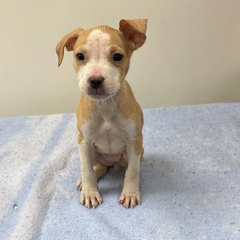 A baby medium-sized female Yellow / Tan / Blond / Fawn Terrier dog named Seahorse for adoption in Galax, VA