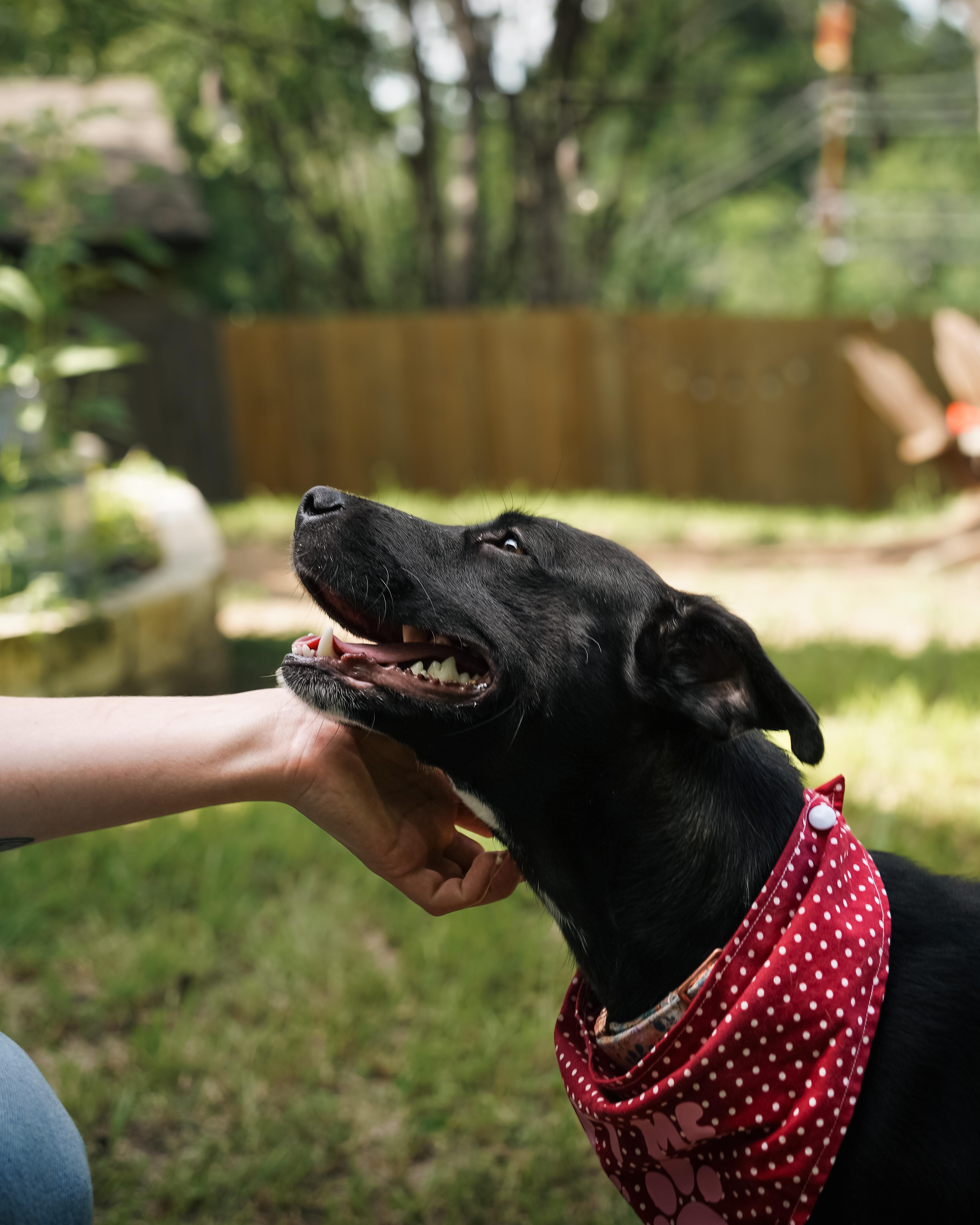 An adult medium-sized female Black Labrador Retriever dog named Momma Carly for adoption in Austin, TX
