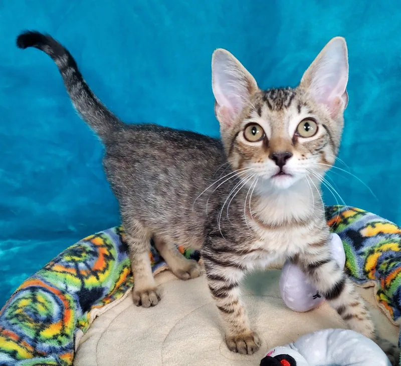 A baby large-sized male Domestic Short Hair cat named Brody for adoption in Greenville, IL