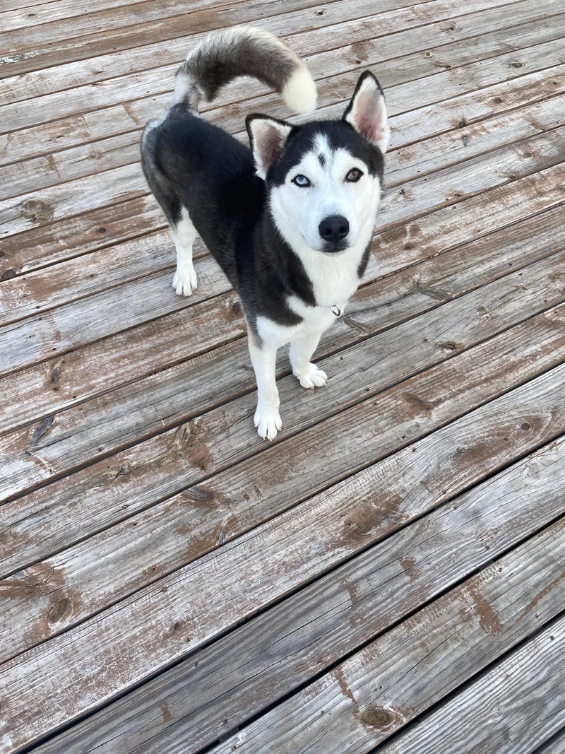 A young medium-sized male Husky dog named Poppy for adoption in North Miami, FL