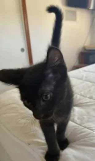 A baby medium-sized male Black Domestic Short Hair cat named Sapa for adoption in oceanside, CA