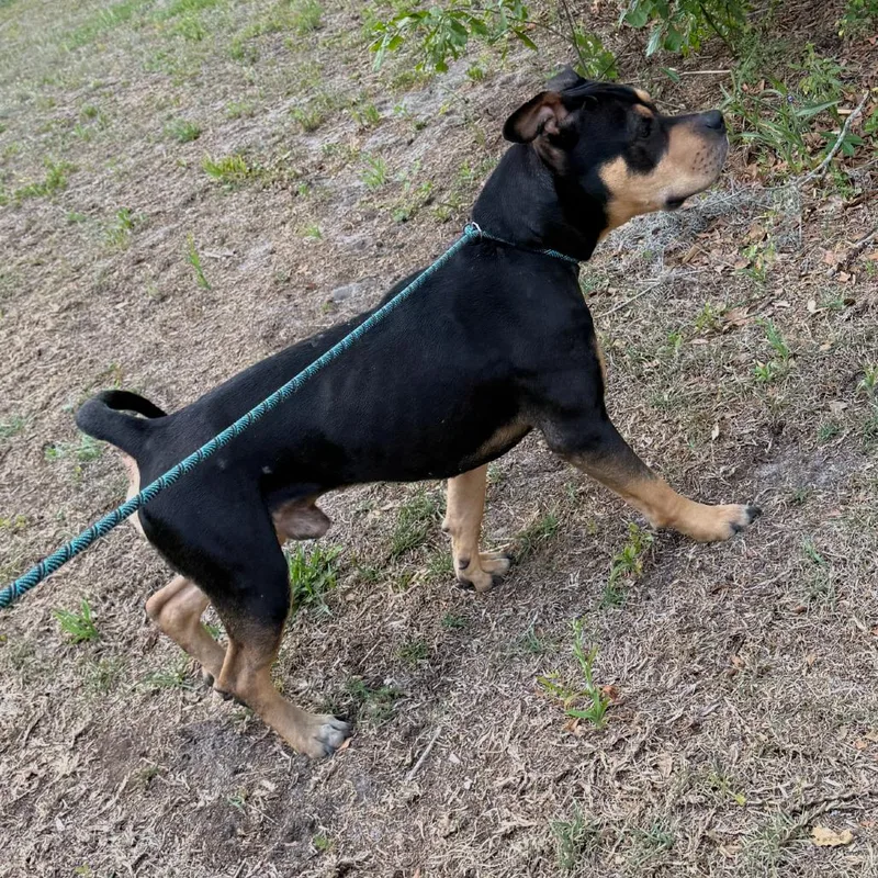 An adult large-sized male Black Rottweiler dog named Ross for adoption in Titusville, FL