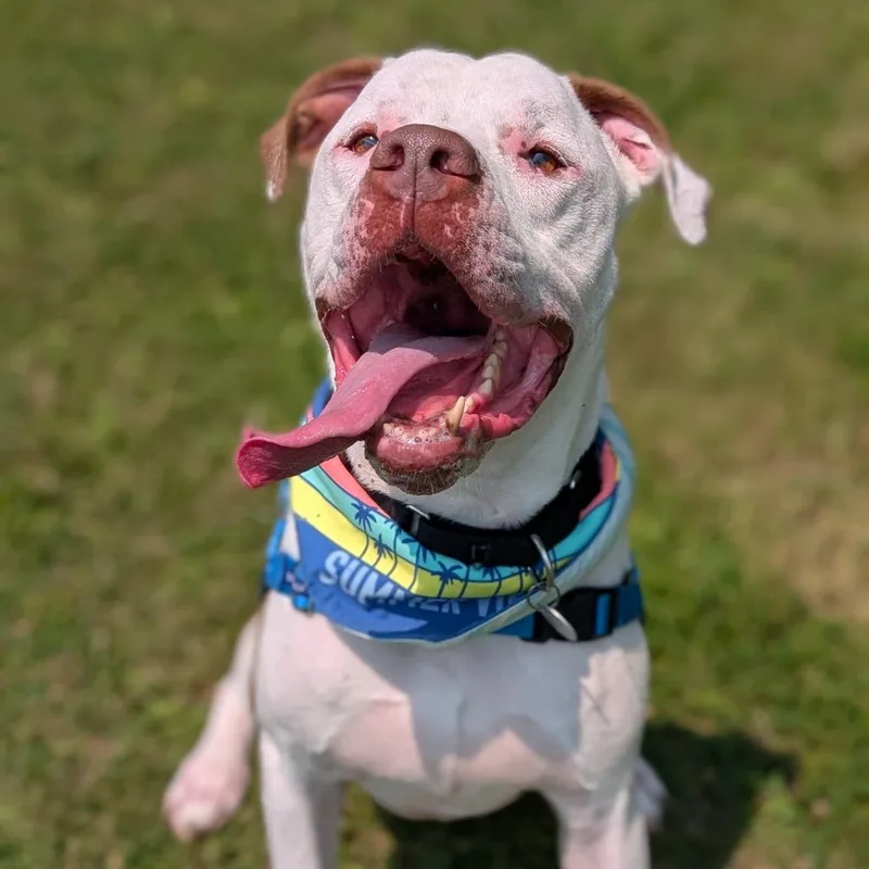 An adult large-sized male White / Cream Mixed Breed dog named Zeus for adoption in Washington Township, OH