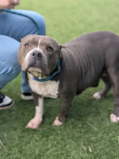 An adult large-sized female Mixed Breed dog named Tory for adoption in Dallas, TX
