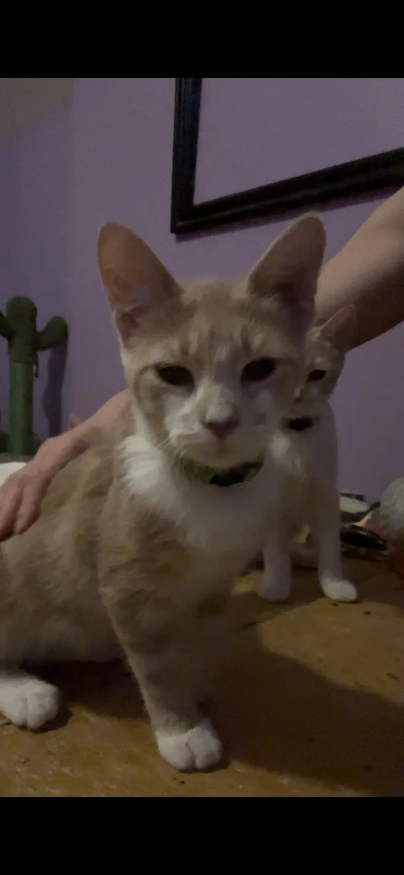 A baby large-sized male Buff & White Turkish Angora cat named Basil for adoption in Newark valley, NY