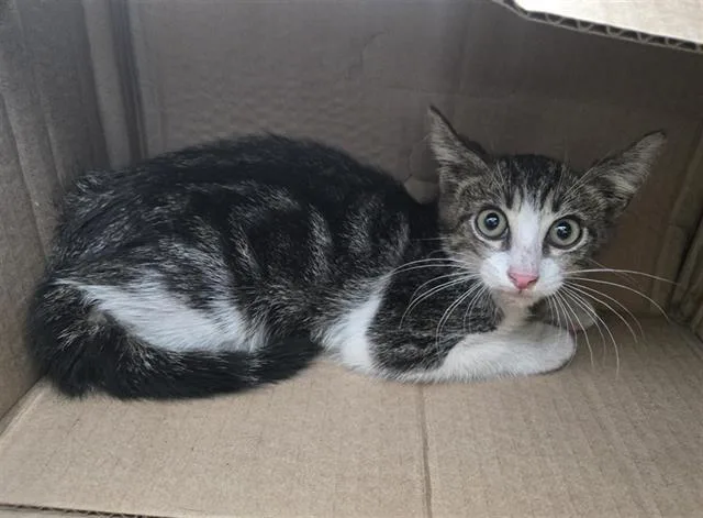 A baby medium-sized male Domestic Short Hair cat named Hawk for adoption in Dallas, TX