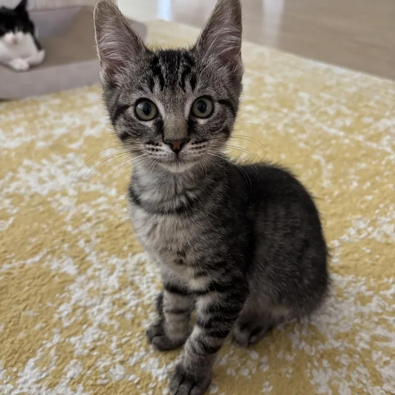 A baby small-sized male Brown / Chocolate Domestic Short Hair cat named Meeny for adoption in Grantsville, UT