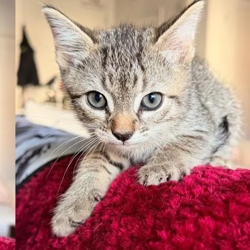 A baby small-sized male Brown / Chocolate Domestic Short Hair cat named Lewis for adoption in Westminster, CA