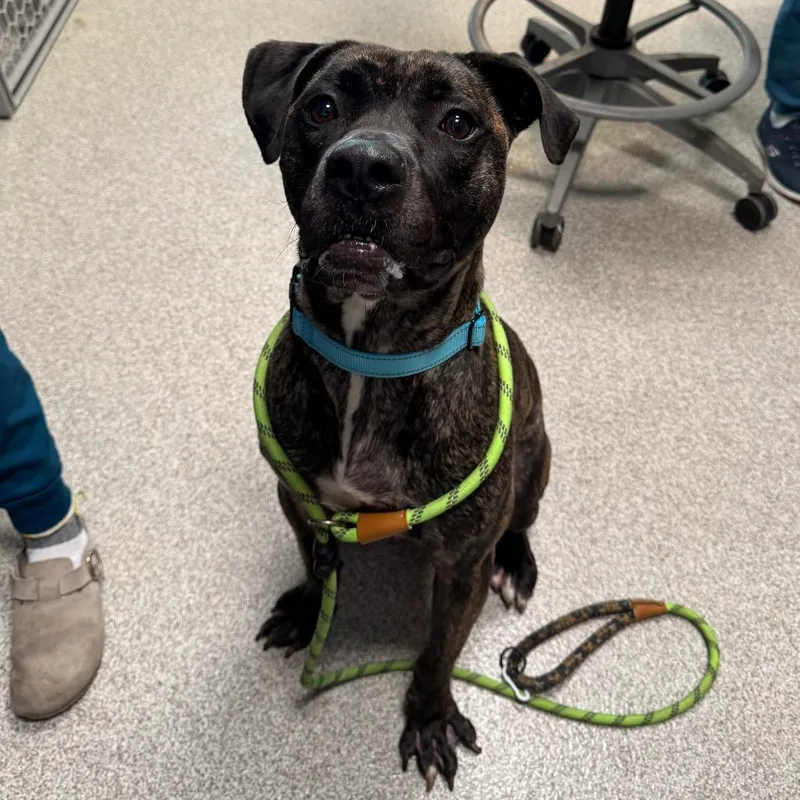 An adult medium-sized male Black Mouth Cur dog named Hobbes for adoption in Englewood, FL
