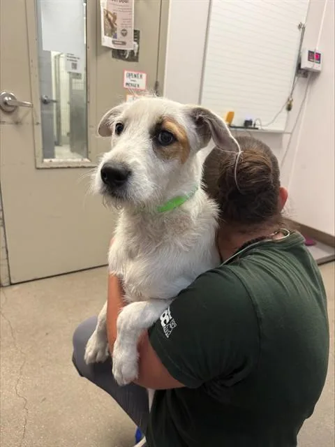 A young small-sized female Terrier dog named Delilah for adoption in Tucson, AZ