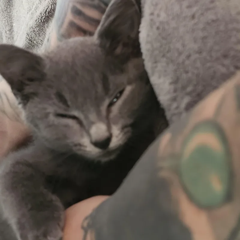 A baby medium-sized male Gray / Blue / Silver Russian Blue cat named Remi for adoption in Denison, IA