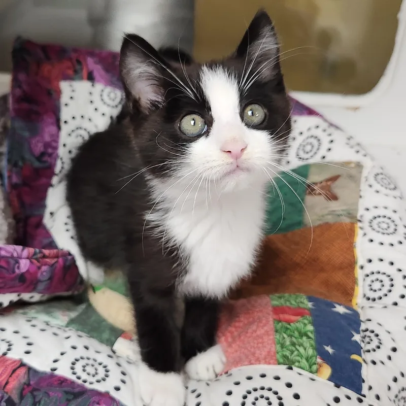 A baby medium-sized male Tuxedo cat named MacReady for adoption in Marshfield, WI