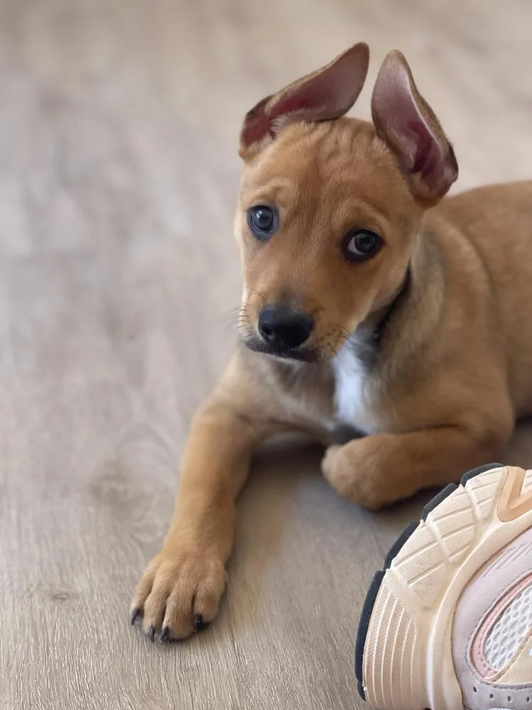 A baby medium-sized male Brown / Chocolate Chihuahua dog named Gable for adoption in San Diego, CA