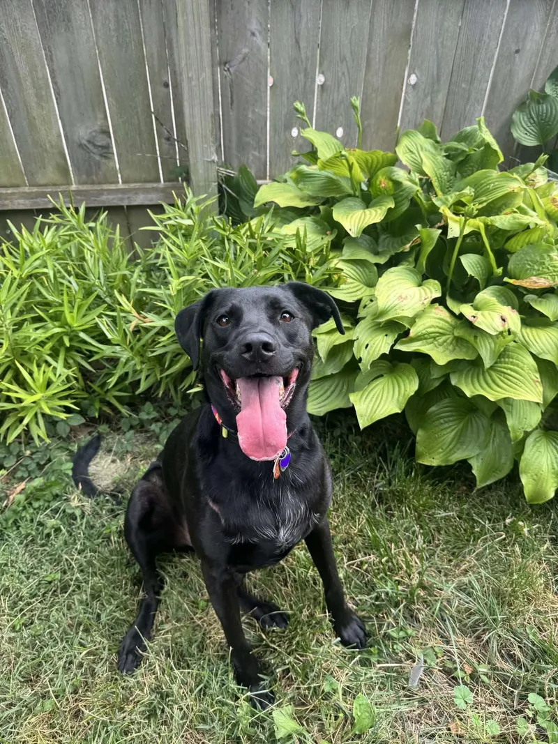 A young large-sized male Black Labrador Retriever dog named Onyx for adoption in Speedway, IN