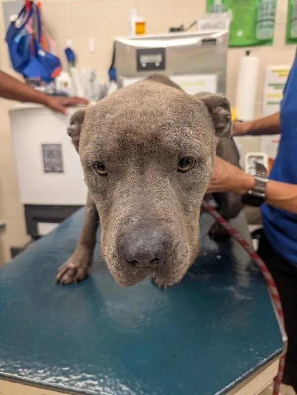 An adult medium-sized female Gray / Blue / Silver Mixed Breed dog named Astra for adoption in Mobile, AL