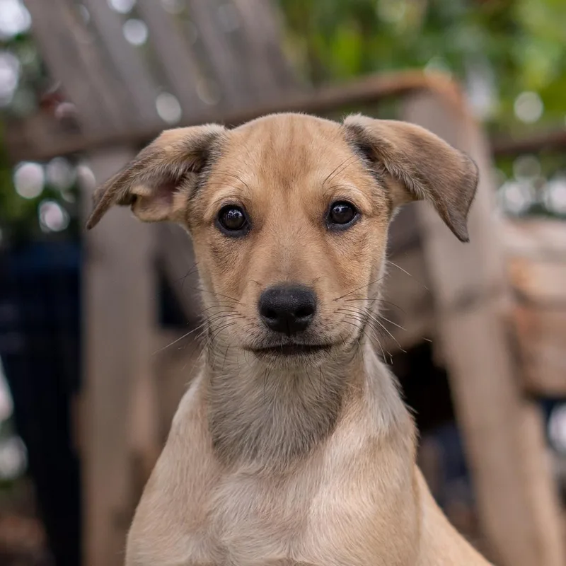 A baby large-sized female Labrador Retriever dog named Anthem Pup  Wave for adoption in San Diego, CA