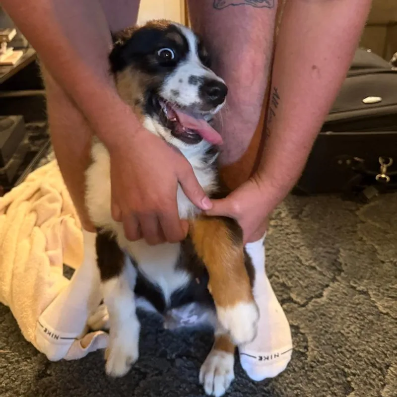 A baby small-sized male Black Australian Shepherd dog named Ryder for adoption in Columbia Station, OH