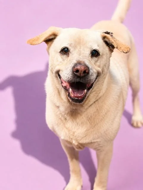 A senior medium-sized female Mixed Breed dog named Buffy for adoption in Jacksonville, FL