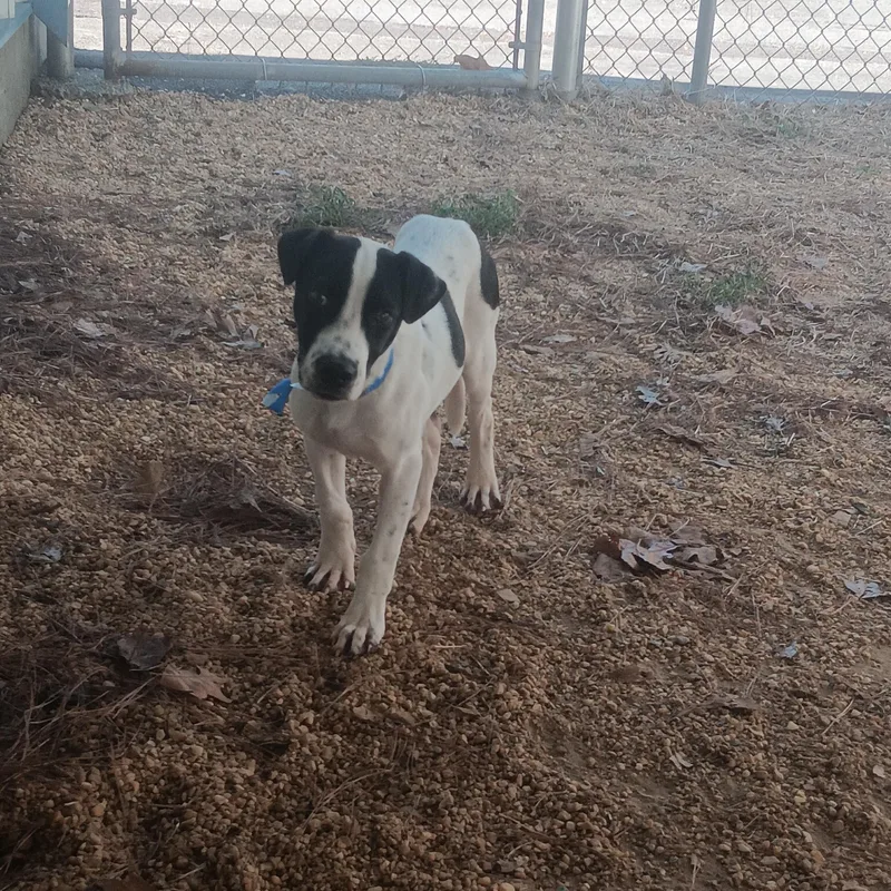 A young medium-sized male Mixed Breed dog named Conrad for adoption in North Little Rock, AR