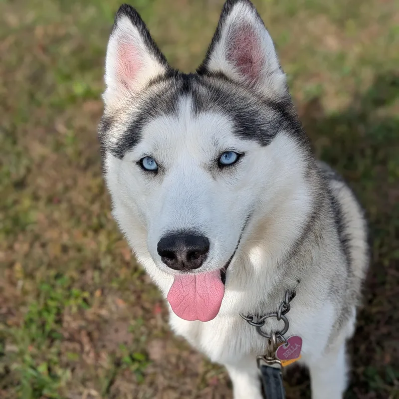 An adult medium-sized female Black Siberian Husky dog named Bella for adoption in Syracuse, NY