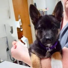 A baby medium-sized female Tricolor (Brown, Black, & White) Shepherd dog named Allie for adoption in Green Valley, AZ