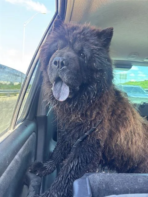 An adult large-sized male Chow Chow dog named Duncan for adoption in San Antonio, TX