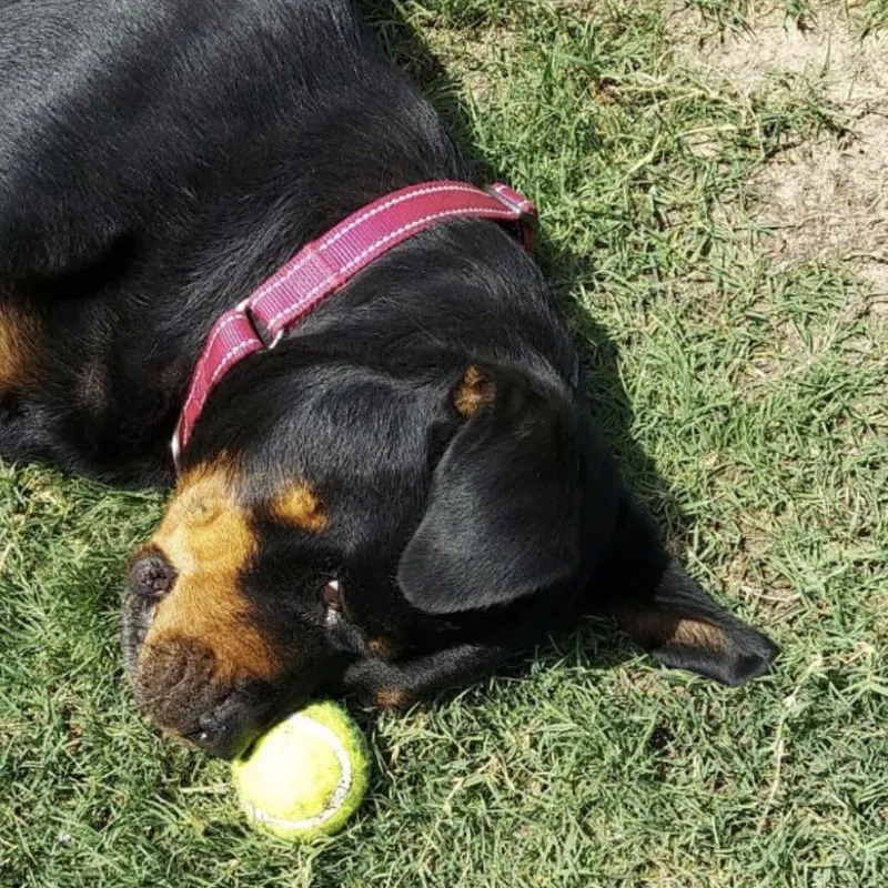 An adult large-sized female Black Rottweiler dog named Mena for adoption in Polk, OH