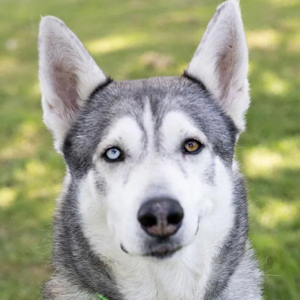 An adult large-sized male Siberian Husky dog named Brutus for adoption in Dublin, CA