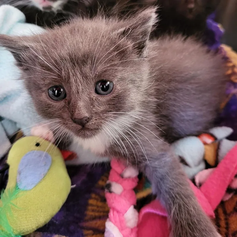 A baby small-sized male Gray / Blue / Silver Domestic Short Hair cat named Washburn for adoption in Kanab, UT