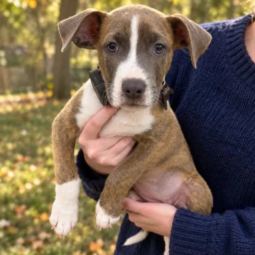 A baby medium-sized female Brindle Pit Bull Terrier dog named Pepper for adoption in Lincolnshire, IL