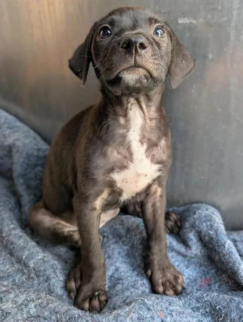 A baby small-sized female Labrador Retriever dog named Shanti for adoption in San Antonio, TX