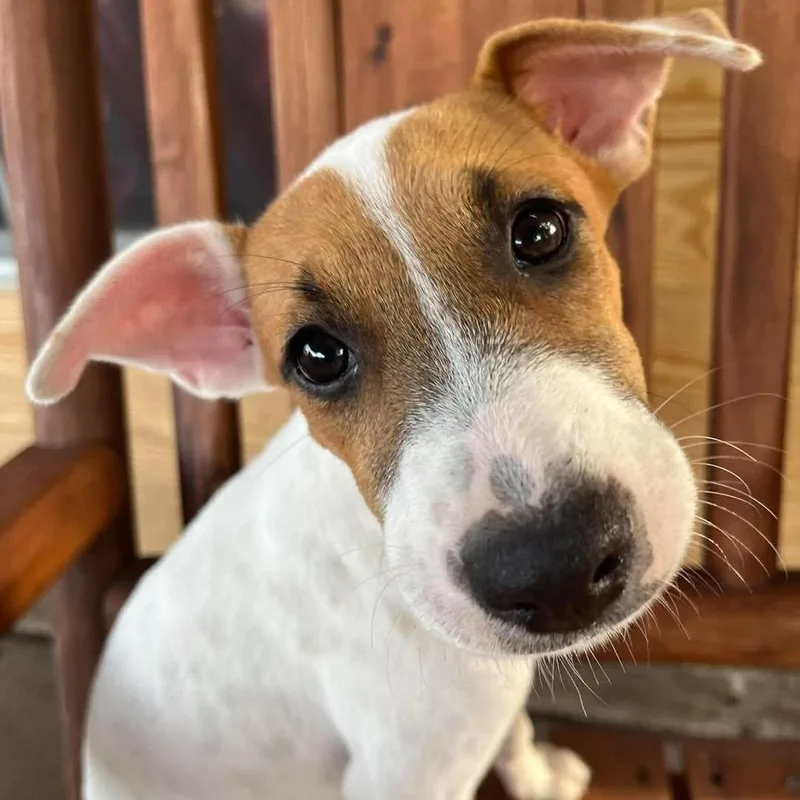 A baby medium-sized female Mixed Breed dog named Willow for adoption in PLAINFIELD, CT