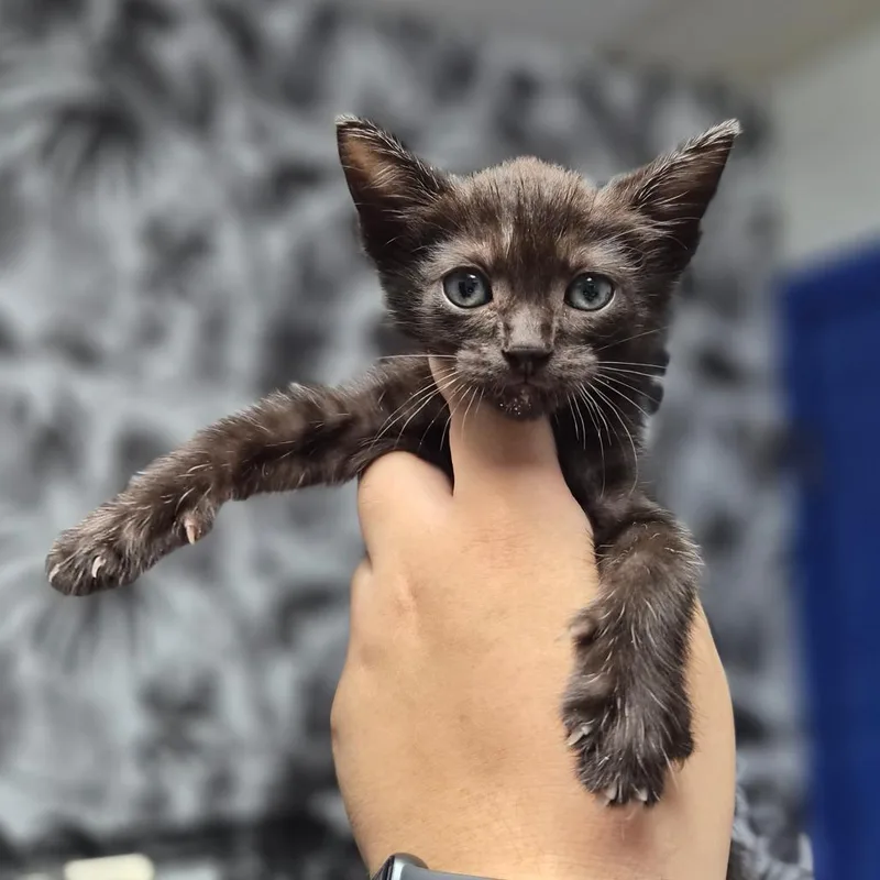 A baby small-sized male Black Domestic Short Hair cat named Goofy Goober for adoption in Wahiawa, HI