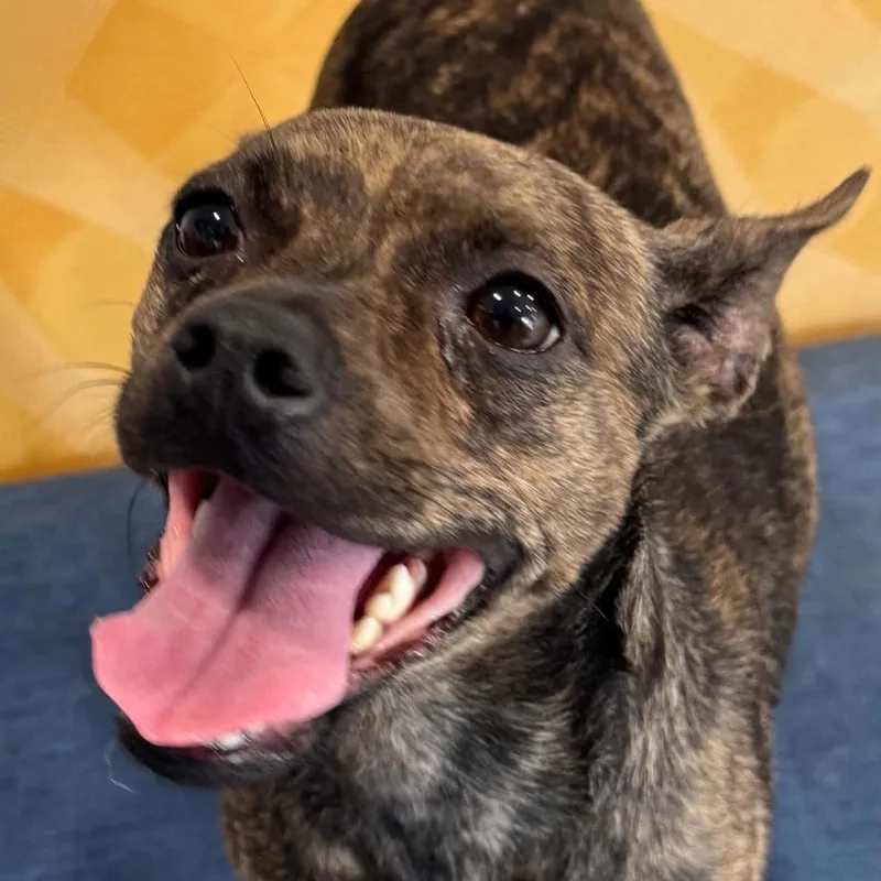 A young medium-sized female Terrier dog named Deja for adoption in Danbury, CT