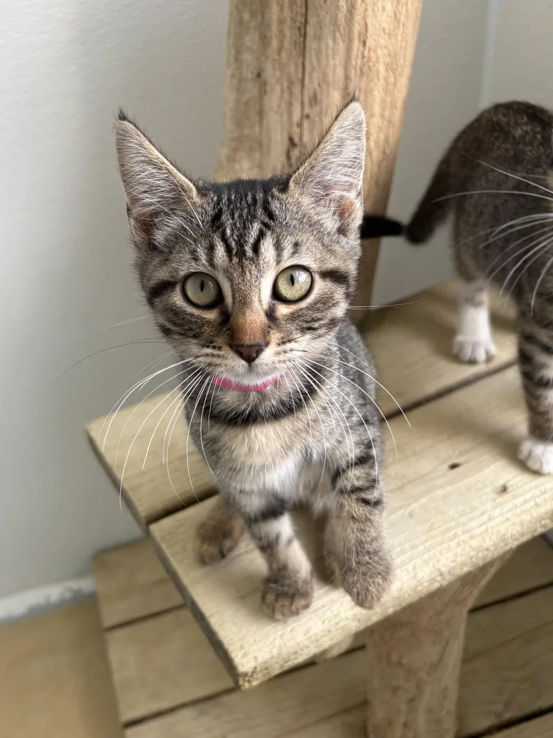 A baby medium-sized female Brown / Chocolate Domestic Short Hair cat named Espresso for adoption in Chicago, IL