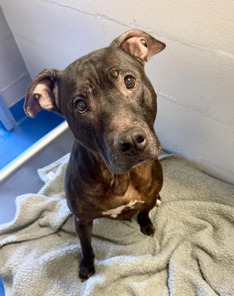 An adult medium-sized female Black Terrier dog named Belle for adoption in Lancaster, SC