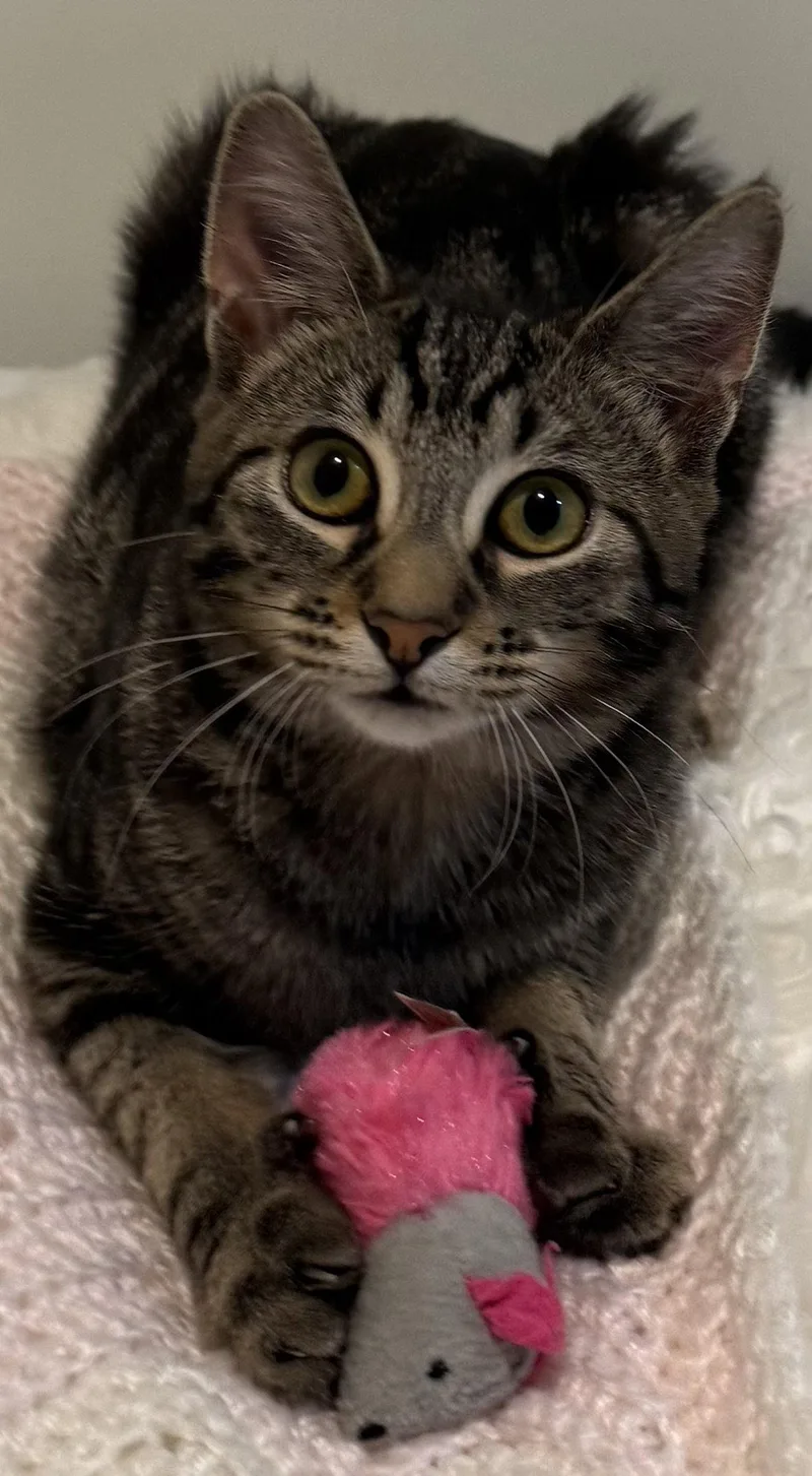 A baby medium-sized female Domestic Short Hair cat named Jessi for adoption in Walled Lake, MI